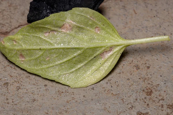 Aged leaf of the Sweet Basil plant of the species Ocimum basilicum