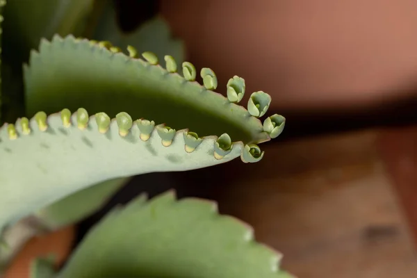 Details of the leaves of a crasulaceous plant of the species Kalanchoe laetivirens