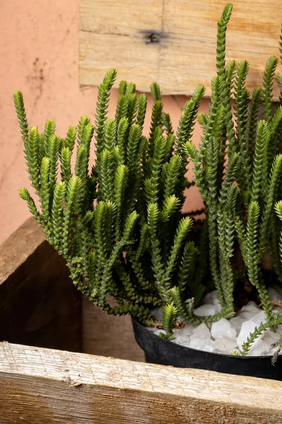 Crassula muscosa türünün kertenkele kuyruğu bitkisi