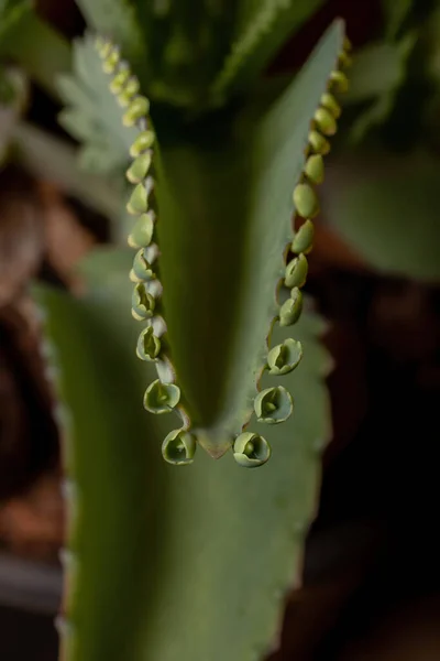 Detalhes Das Folhas Uma Planta Crassulácea Espécie Kalanchoe Laetivirens — Fotografia de Stock