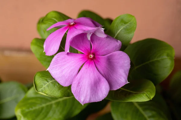 Madagáscar Periwinkle Planta Espécie Catharanthus Roseus — Fotografia de Stock