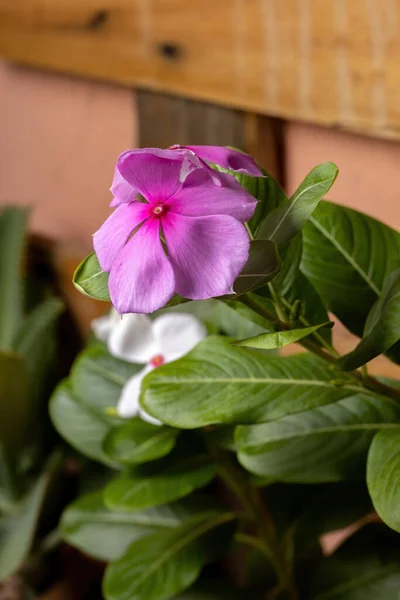 Madagáscar Periwinkle Planta Espécie Catharanthus Roseus — Fotografia de Stock
