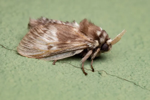 Polilla Blanca Brasileña Orden Lepidoptera — Foto de Stock