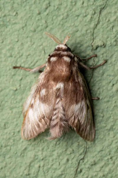 Βραζιλιάνικη Λευκή Νυχτοπεταλούδα Του Τάγματος Lepidoptera — Φωτογραφία Αρχείου