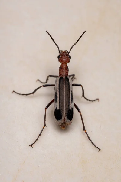 Genus Epicauta Blister Beetle 불타고 — 스톡 사진
