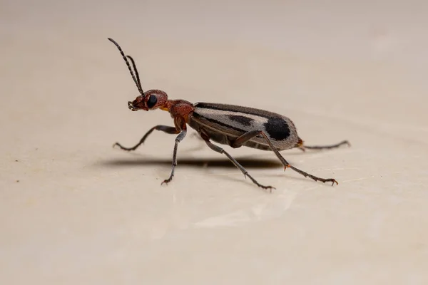 Burning Blister Beetle Genus Epicauta — Stock Photo, Image