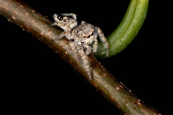 Αρσενικό Άλμα Αράχνη Του Genus Metaphidippus — Φωτογραφία Αρχείου