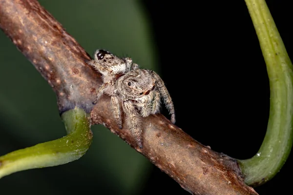 Aranha Salto Macho Gênero Metaphidippus — Fotografia de Stock