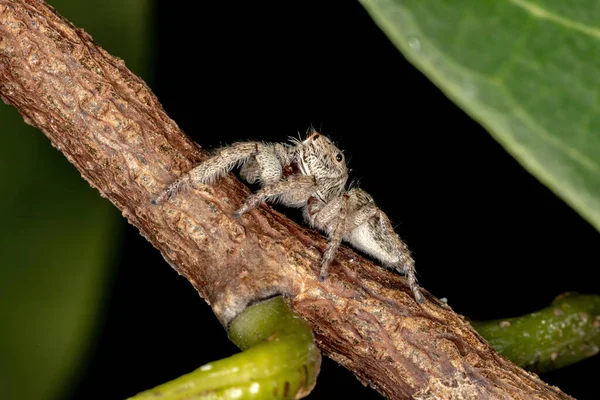 Genus Metaphidippus — 스톡 사진