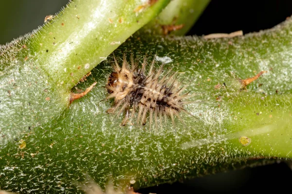 Ragno Saltatore Maschio Del Genere Metaphidippus — Foto Stock