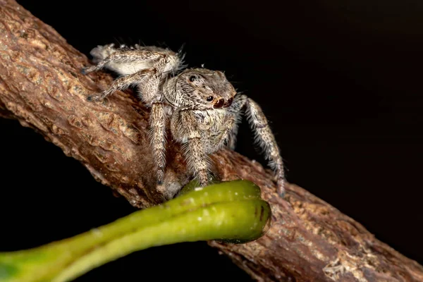 Male Jumping Spider Genus Metaphidippus — Stock Photo, Image