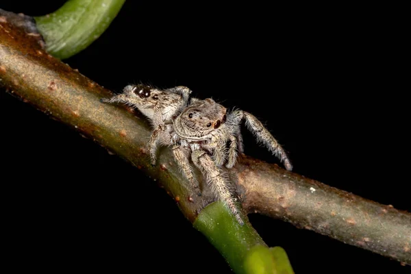 Hann Hoppende Edderkopp Genus Metaphidippos – stockfoto