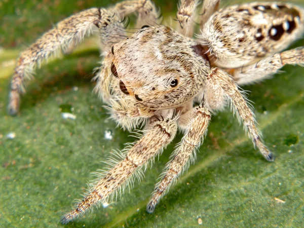 Araña Saltadora Masculina Del Género Metaphidippus — Foto de Stock