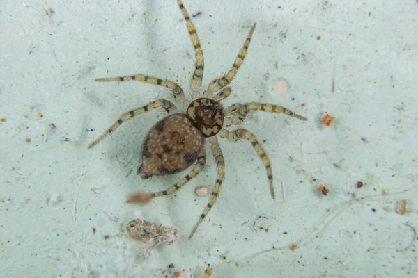 Pared Araña Especie Oecobius Navus — Foto de Stock