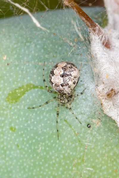 Cobweb Aranha Família Theridiidae — Fotografia de Stock