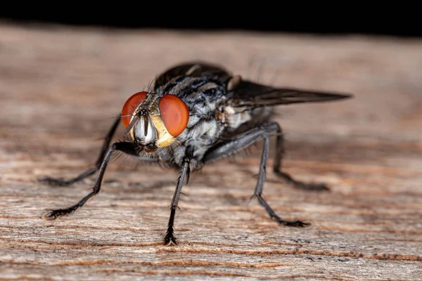 Fleischfliegen Der Familie Sarcophagidae — Stockfoto