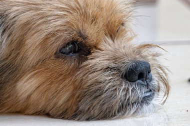 evcil köpek yüzü yakın plan