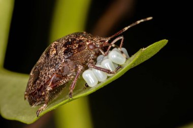 brazilian Stink Bug of the genus Antiteuchus clipart