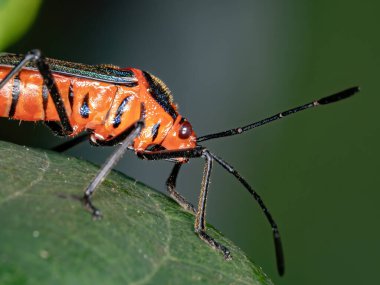 Yaprak ayaklı böcek türü Sphictyrtus chrysis