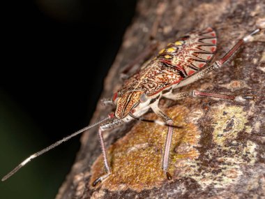 Klorocoris cinsinden Kokuşmuş Böcek perisi