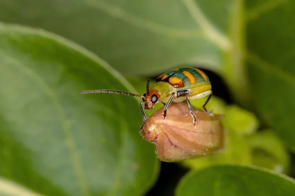 種のブラジル産ビートル Diabrotica Speciosa — ストック写真