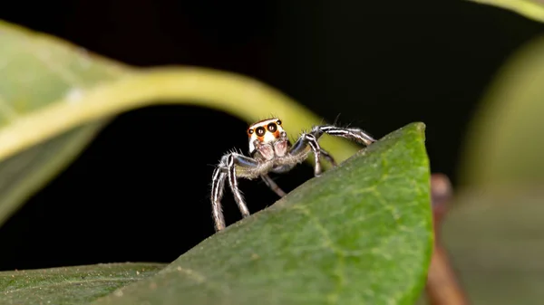 Jumping Spider Genus Chira — Stock Photo, Image