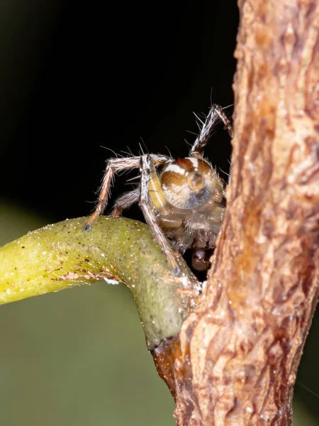 Πηδώντας Αράχνη Του Genus Chira — Φωτογραφία Αρχείου