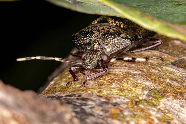 Stink Bug Brasileño Del Género Antiteuchus — Foto de Stock