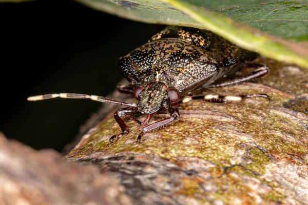 Brazilian Stink Bug Gênero Antiteuchus — Fotografia de Stock