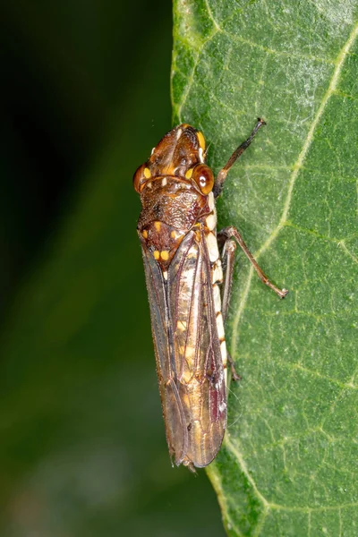 Leafhopper Típico Família Cicadellidae — Fotografia de Stock