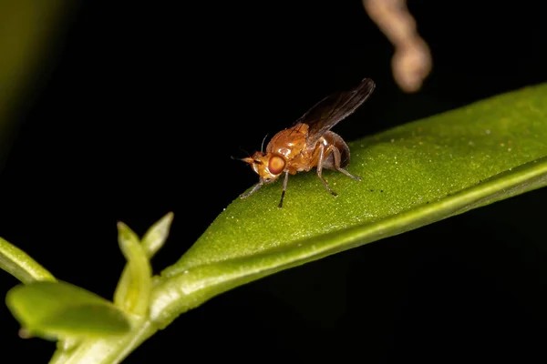 Lauxaniid Fly Της Οικογένειας Lauxaniidae — Φωτογραφία Αρχείου