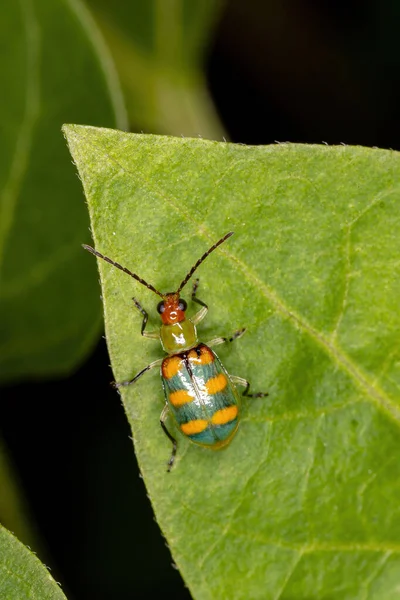 種のブラジル産ビートル Diabrotica Speciosa — ストック写真