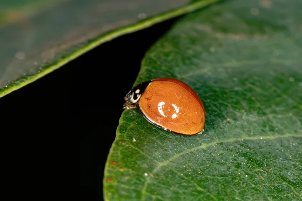 Spotless Lady Beetle Espécie — Fotografia de Stock