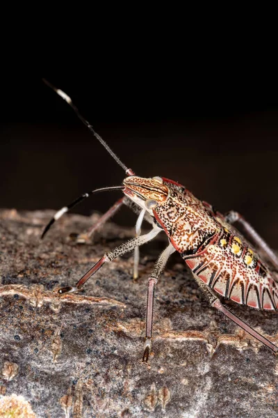 Chlorocoris Nemzetség Büdös Bogár Nimfája — Stock Fotó