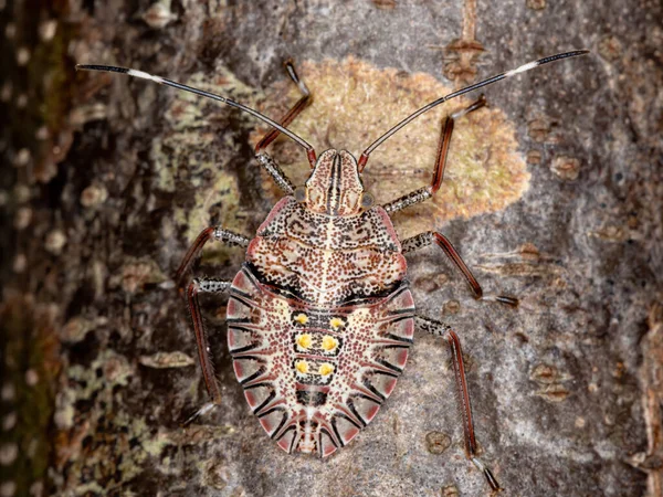 Śmierdząca Nimfa Rodzaju Chlorocoris — Zdjęcie stockowe