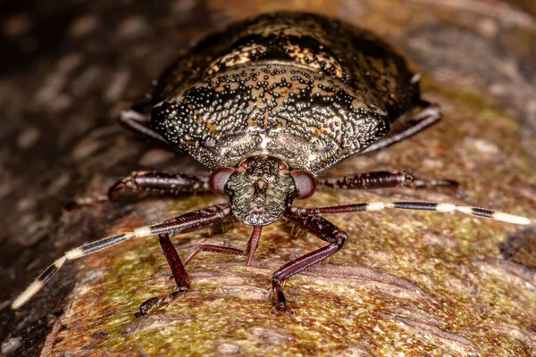 Brazilian Stink Bug Gênero Antiteuchus — Fotografia de Stock