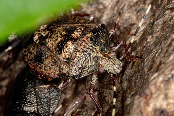 Brazilian Stink Bug Рода Antiteuchus — стоковое фото