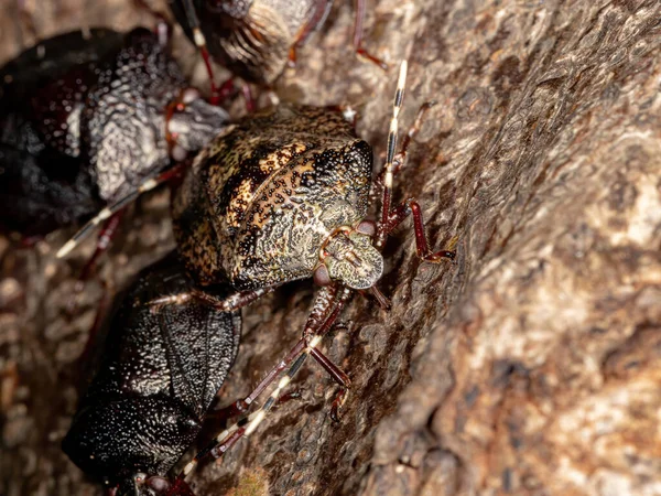 Brazylijski Smród Bug Rodzaju Antiteuchus — Zdjęcie stockowe