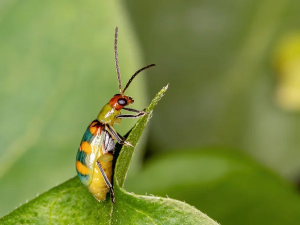 Brazilian Beetle Species Diabrotica Speciosa — Stock Photo, Image