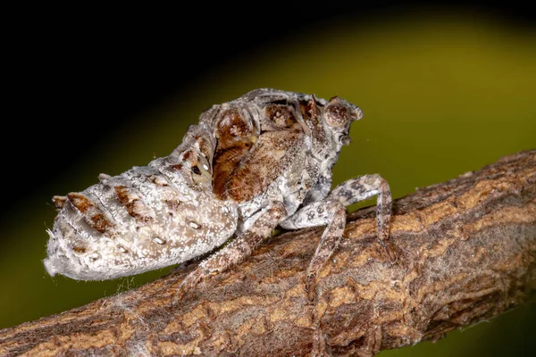 Βραζιλιάνικο Λευκό Planthopper Της Superfamily Fulgoroidea — Φωτογραφία Αρχείου