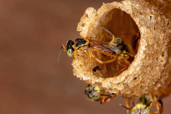 Jataï Bij Van Soort Tetragonisca Angustula — Stockfoto