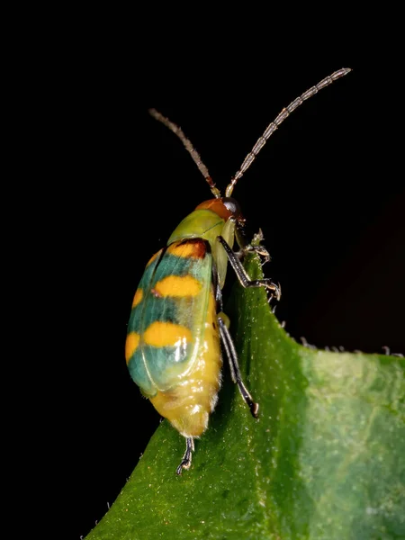 Brasilianischer Käfer Der Art Diabrotica Speciosa — Stockfoto