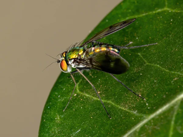 Langbeinige Fliege Der Gattung Condylostylus — Stockfoto