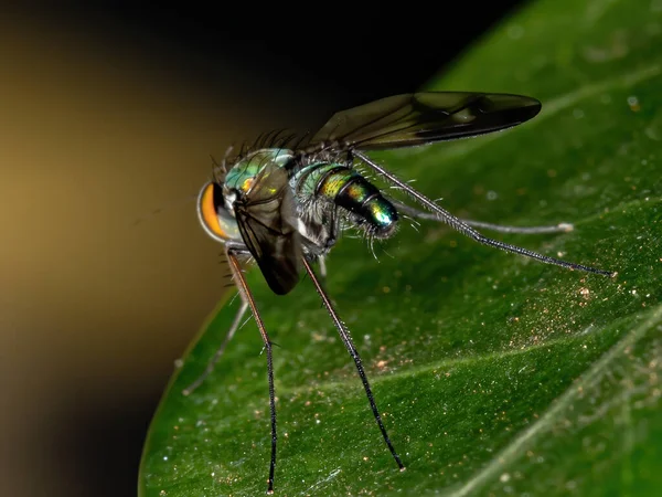 Langbeinige Fliege Der Gattung Condylostylus — Stockfoto