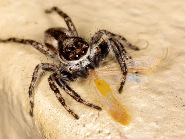 Šedá Stěna Skákající Pavouk Druhu Menemerus Bivittatus — Stock fotografie