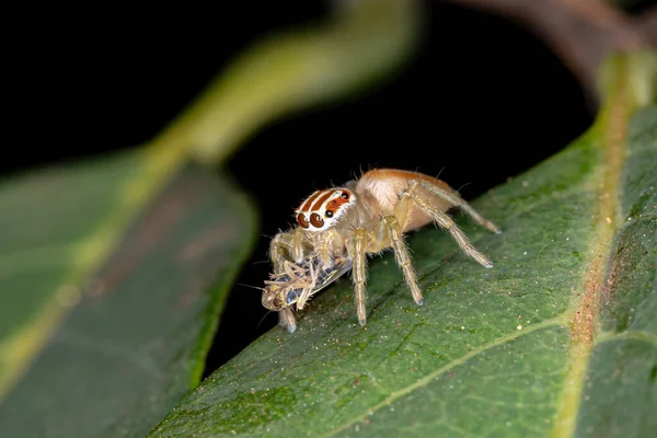 Jumping Spider Genus Chira — Stock Photo, Image