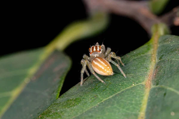 Πηδώντας Αράχνη Του Genus Chira — Φωτογραφία Αρχείου