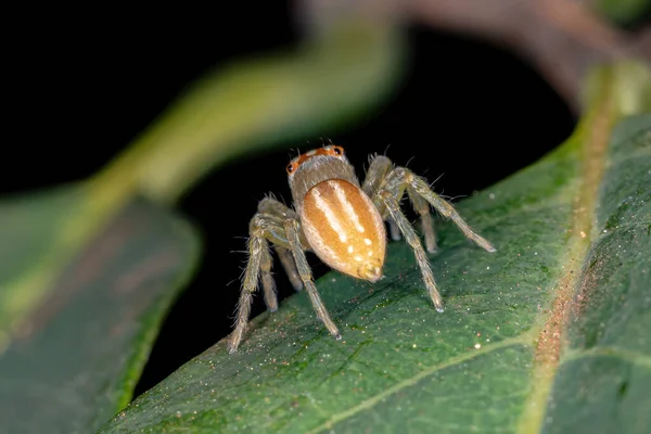 Πηδώντας Αράχνη Του Genus Chira — Φωτογραφία Αρχείου