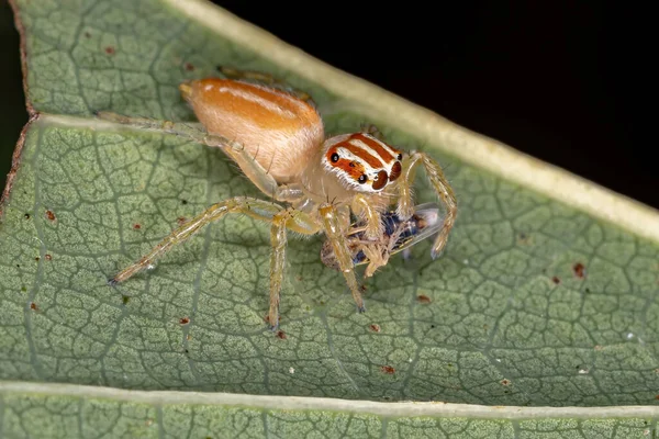 Springende Spinne Der Gattung Chira — Stockfoto