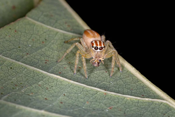 Araignée Sauteuse Genre Chira — Photo